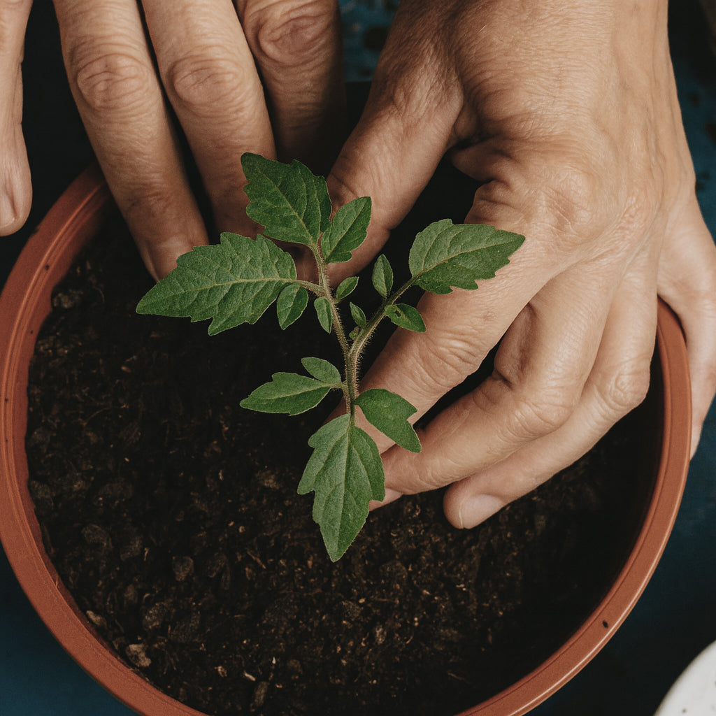 06_01_00_Saatgut von Paungger & Poppe