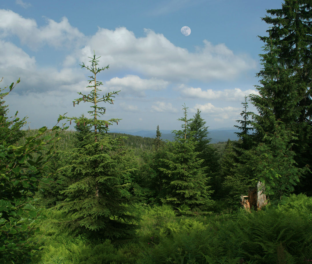 Persönliche Beratung durch Johanna Paungger-Poppe